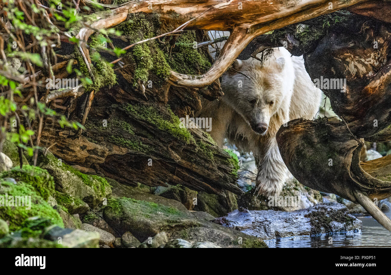 Kermode / Esprit / Blanc / Ghost Bear Banque D'Images