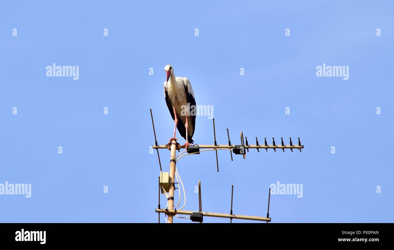 Cigogne blanche Ciconia ciconia, migration, sur les îles maltaises, de repos et d'équilibre sur l'antenne de télévision, antenne, émetteur, oiseaux nature urbaine Banque D'Images