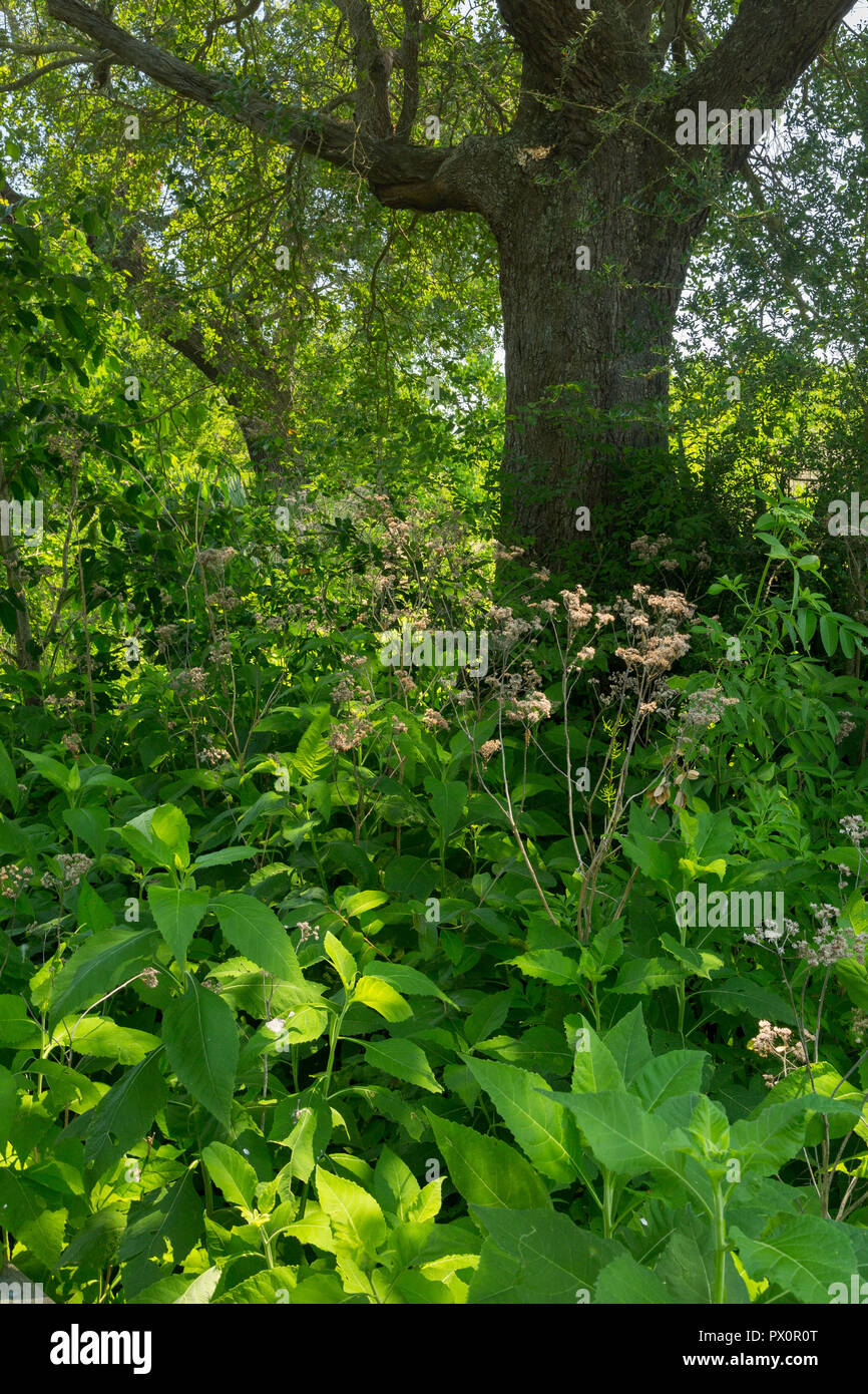 Les buissons et les plantes qui poussent au-dessous d'un grand chêne des marais. Bayou Sauvage National Wildlife Refuge, en Louisiane Banque D'Images