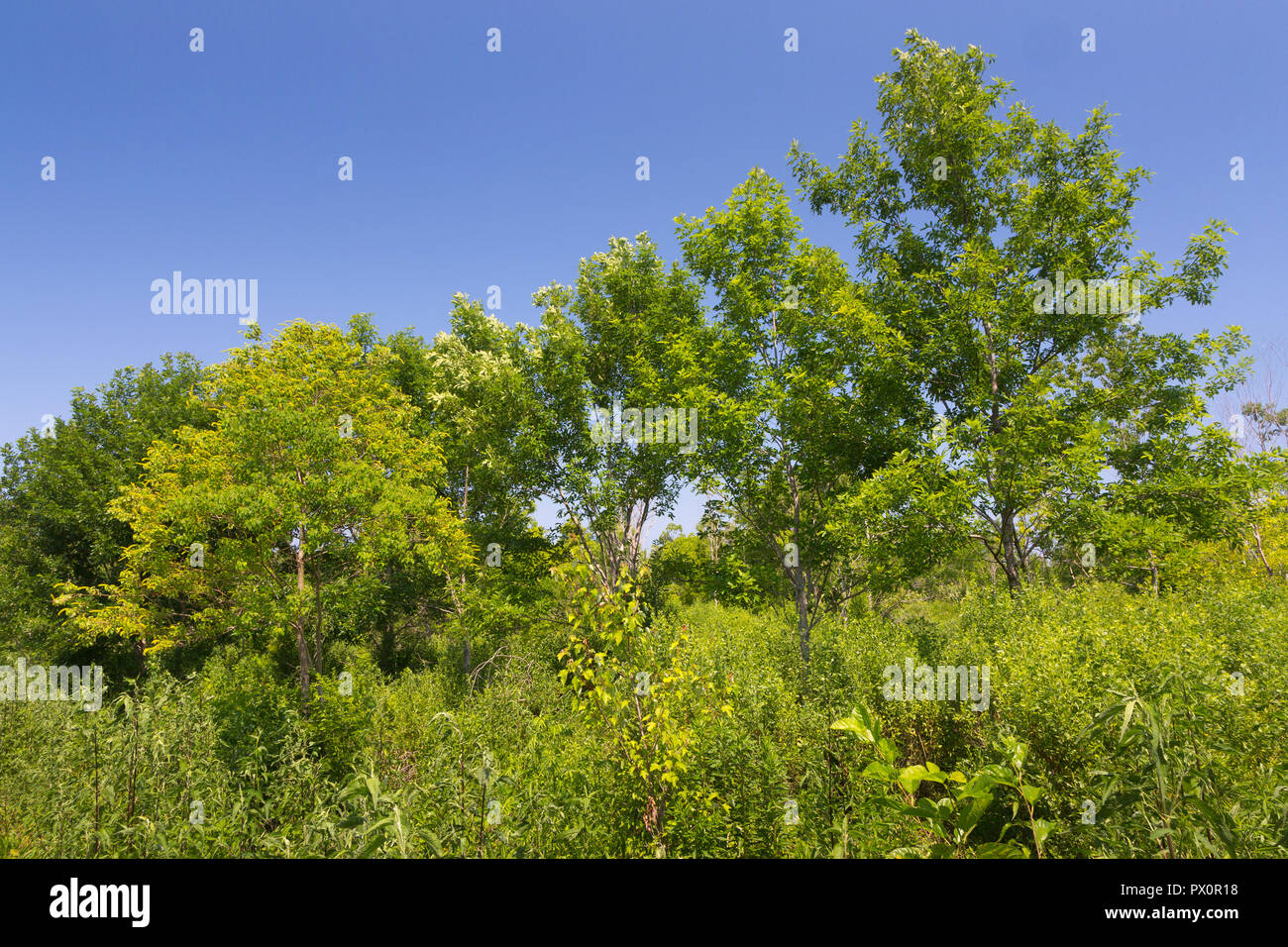 Marais du sud des etats unis