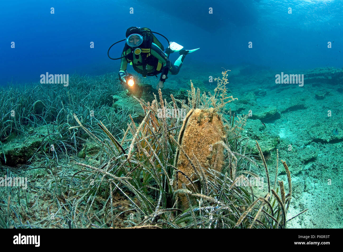 Scuba Diver discover Noble Pen Shells (Pinna nobilis) à une algue, Port Cros, Hyeres, France Sud, France Banque D'Images