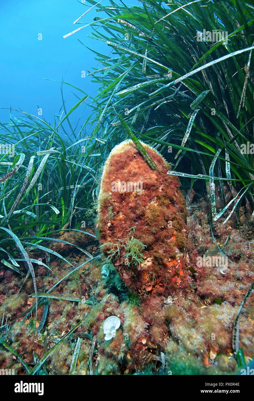 Stylo Noble Shell (Pinna nobilis) entre les algues, Port Cros, Hyeres, France Sud, France Banque D'Images