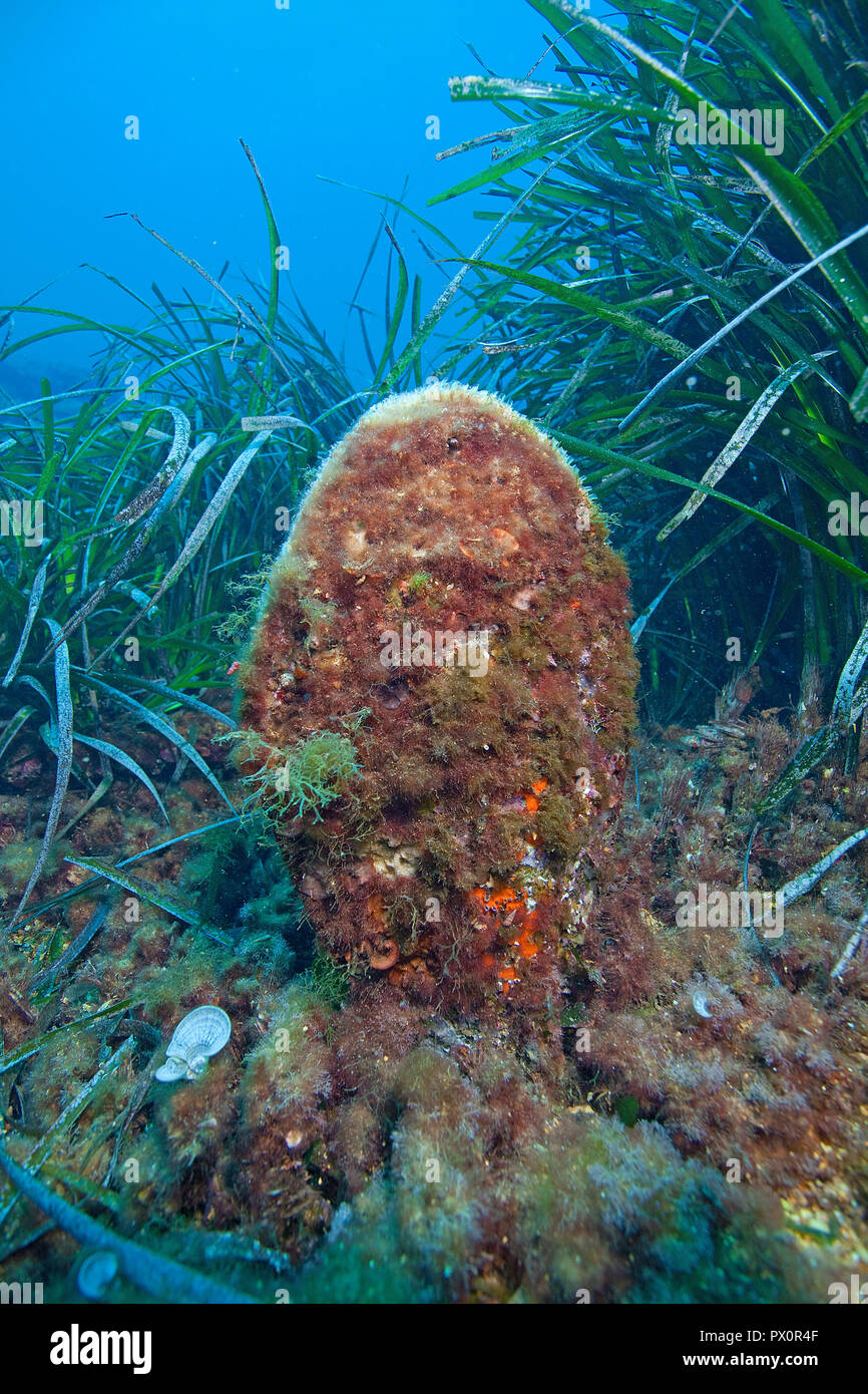 Stylo Noble Shell (Pinna nobilis) entre les algues, Port Cros, Hyeres, France Sud, France Banque D'Images