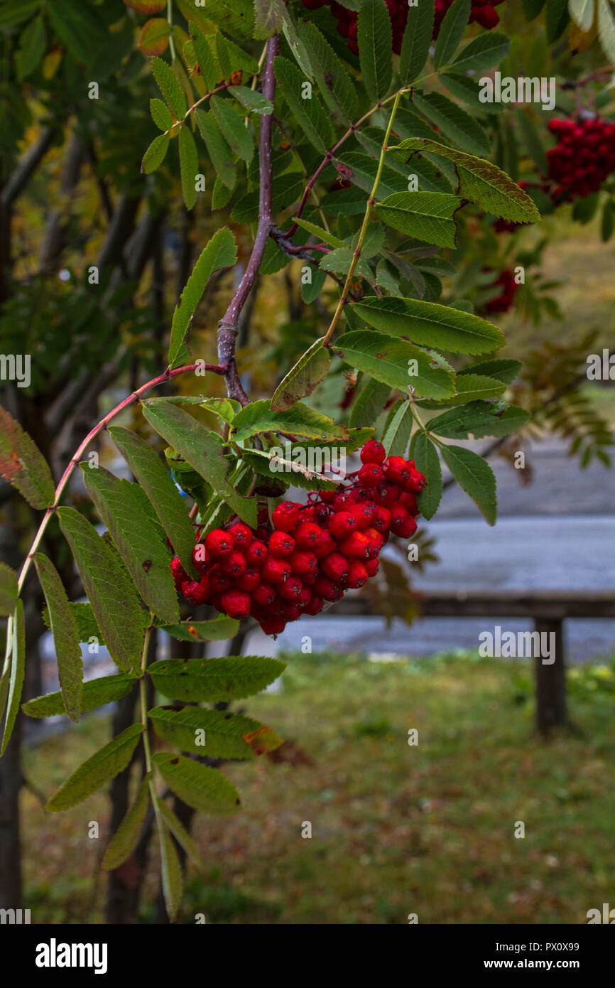 Fruits rouges en montagne Banque D'Images