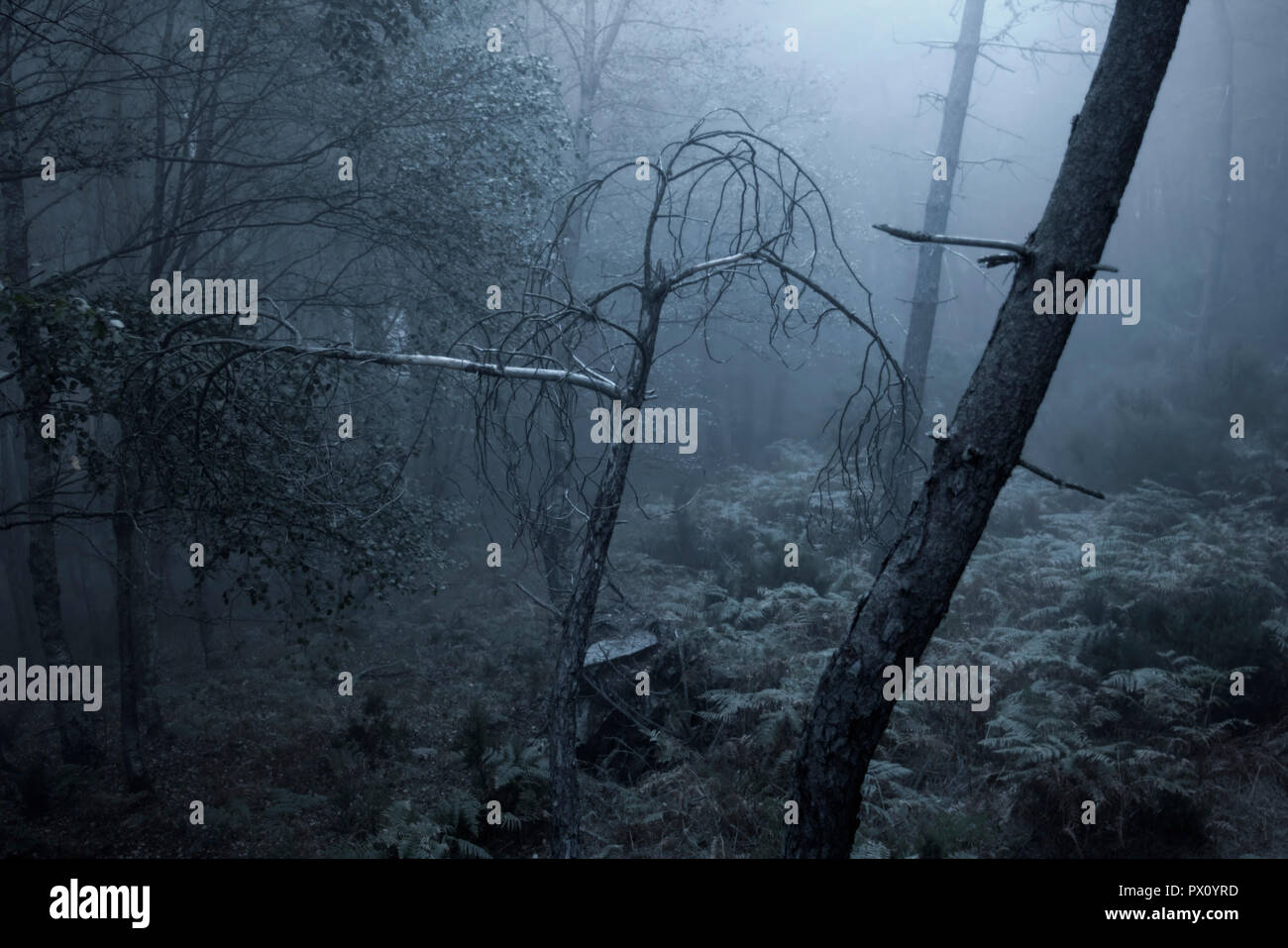Dans une profonde forêt de brouillard effrayant la nuit ou au crépuscule Banque D'Images