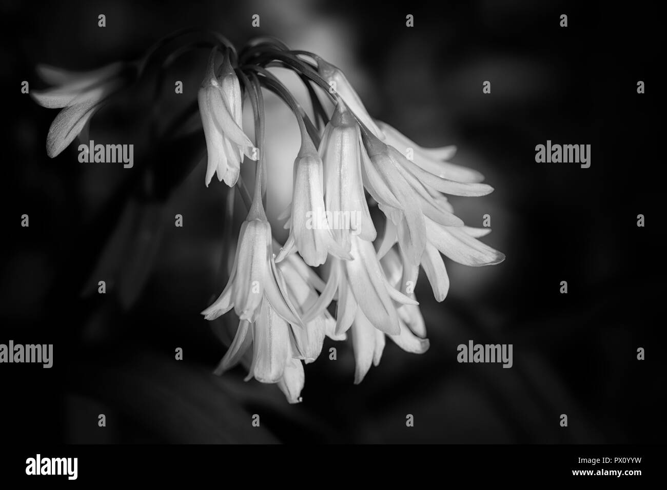 Fleurs blanches sauvages européennes. Au début du printemps. Le nord de l'portugais Meadows. Converti en noir et blanc. Banque D'Images