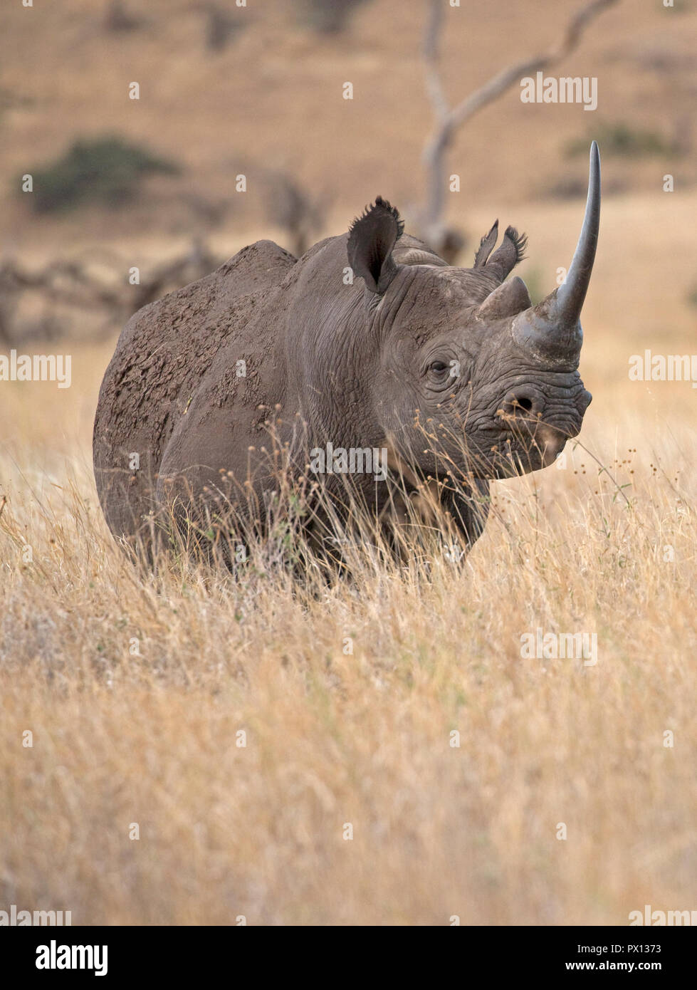 Rhinocéros noir Diceros bicornis à Lewa Wildlife Conservancy Kenya un rouage important de conservation qui a construit la population de 15 à 198 Banque D'Images