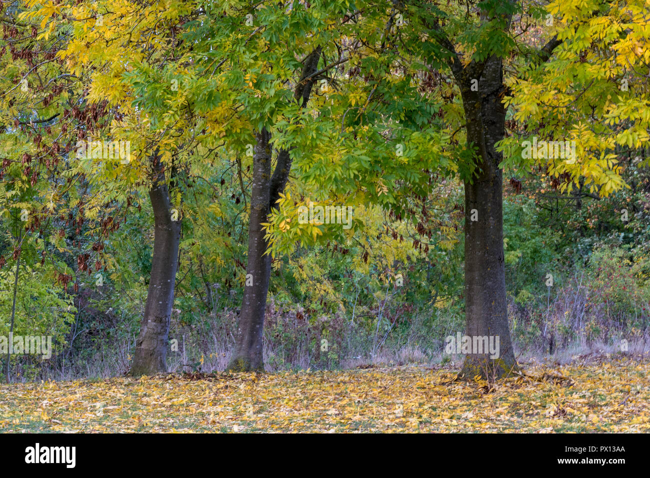 Une ligne ou ligne de frênes en couleurs de l'automne. Les frênes tourné jaune doré à l'automne avec l'atmosphère automnale de saison. Banque D'Images