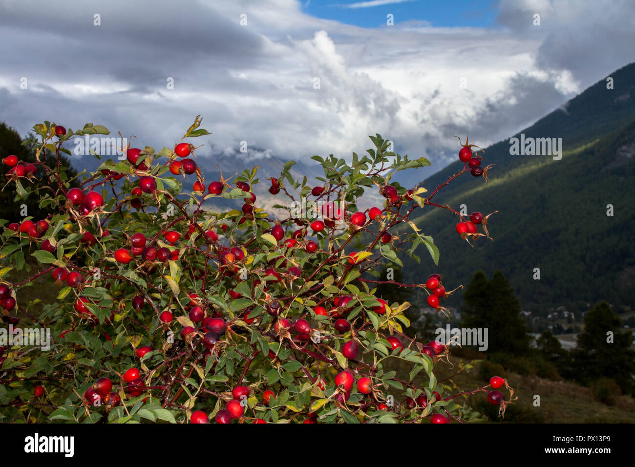 Fruits rouges en montagne Banque D'Images