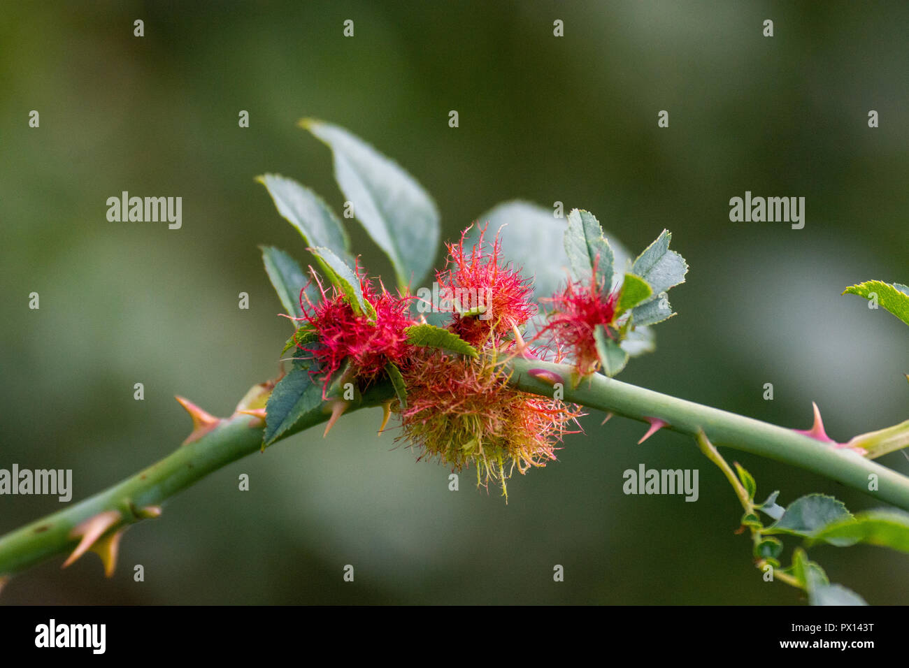 Gall Wasp (Diplolepis rosae) sur un chien rose (rosa canina) Banque D'Images