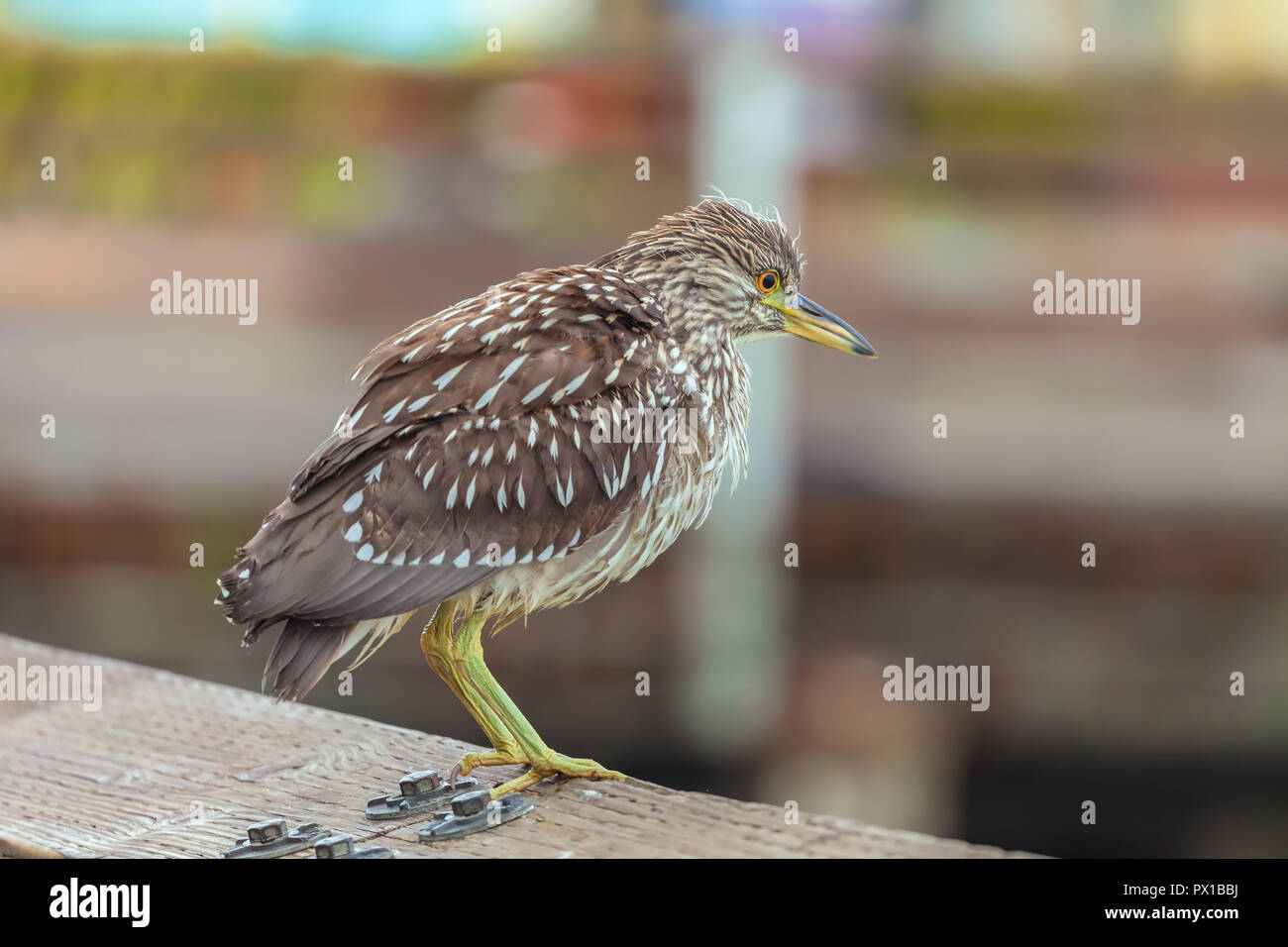 Juvenile bihoreau gris (Nycticorax nycticorax), Pier 39, San Francisco, California, United States. Banque D'Images