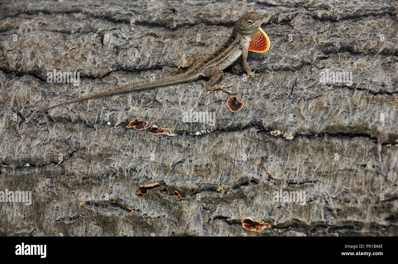 Gros plan du brown anole lizard sur le côté d'un tronc avec un fanon Banque D'Images
