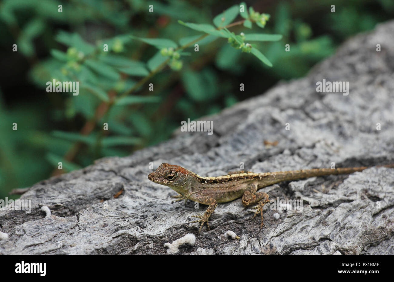 Libre de brown anole lizard sur le côté d'un tronc avec un fond vert Banque D'Images