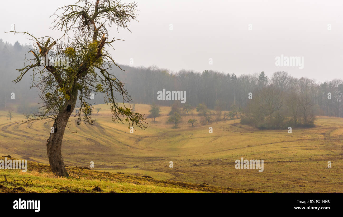 Le vieil arbre se dresse sur le bord du champ Banque D'Images