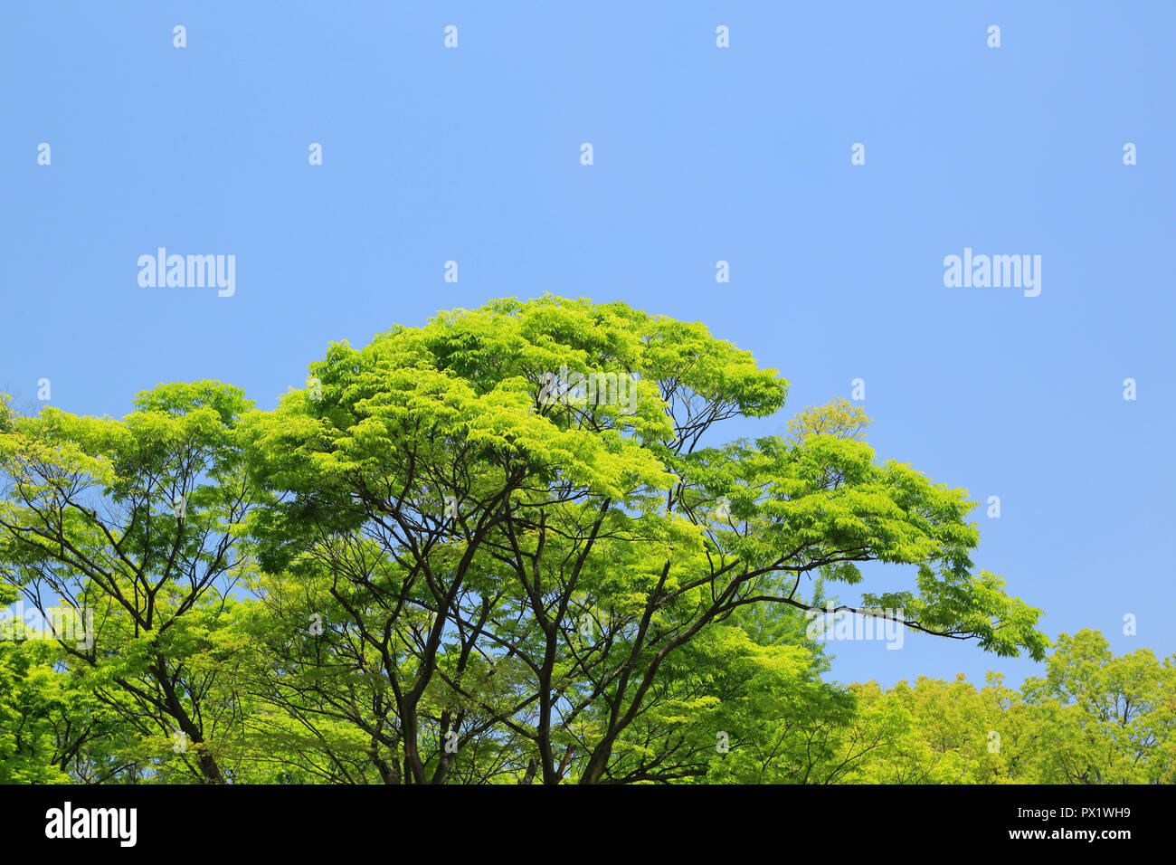 Frais vert au château d'Osaka Park Banque D'Images