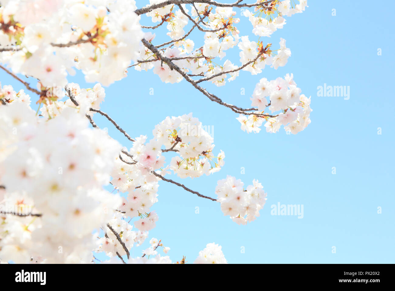 Les fleurs de cerisier Menthe Osaka Banque D'Images