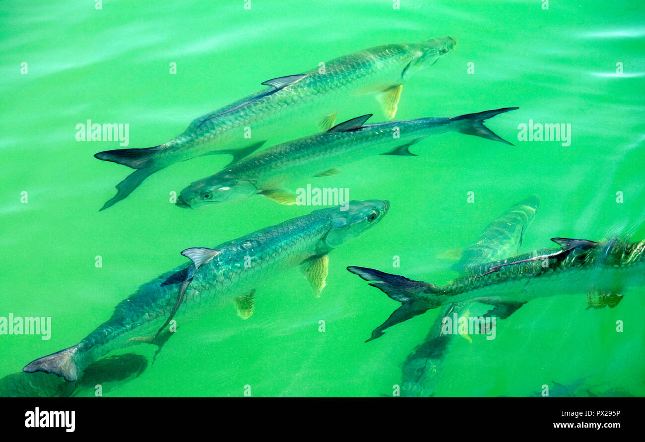 Scène de pêche de mouche d'eau pour le bonefish, tarpon, roosterfish, mahi-mahi, thon, maquereau, et permis. Banque D'Images