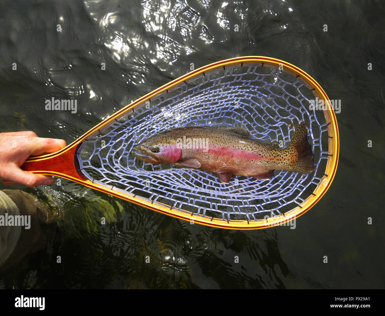 La truite détectée pendant la pêche à la mouche. Banque D'Images