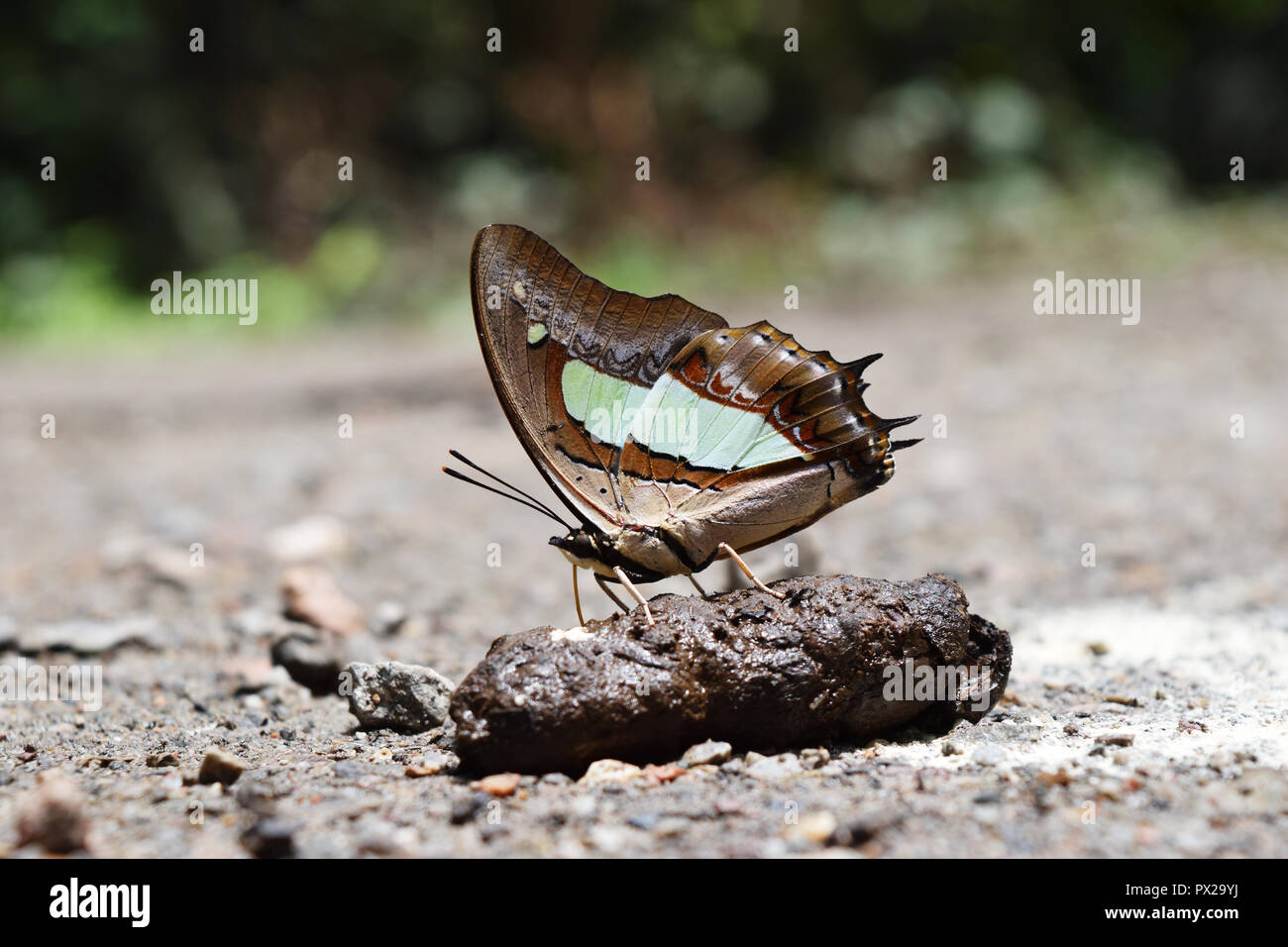 Le Nawab commun ou Polyura athamas , Papillon sucer et manger du minéral dans les fèces des animaux colorés , abstract pattern sur les ailes d'insecte brun Banque D'Images