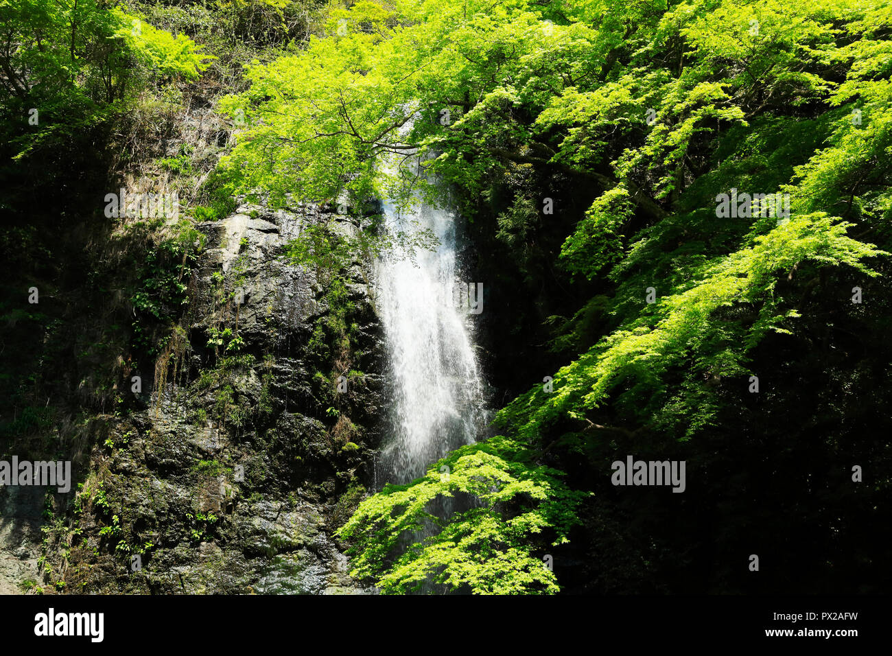 Mino vert frais Falls Banque D'Images