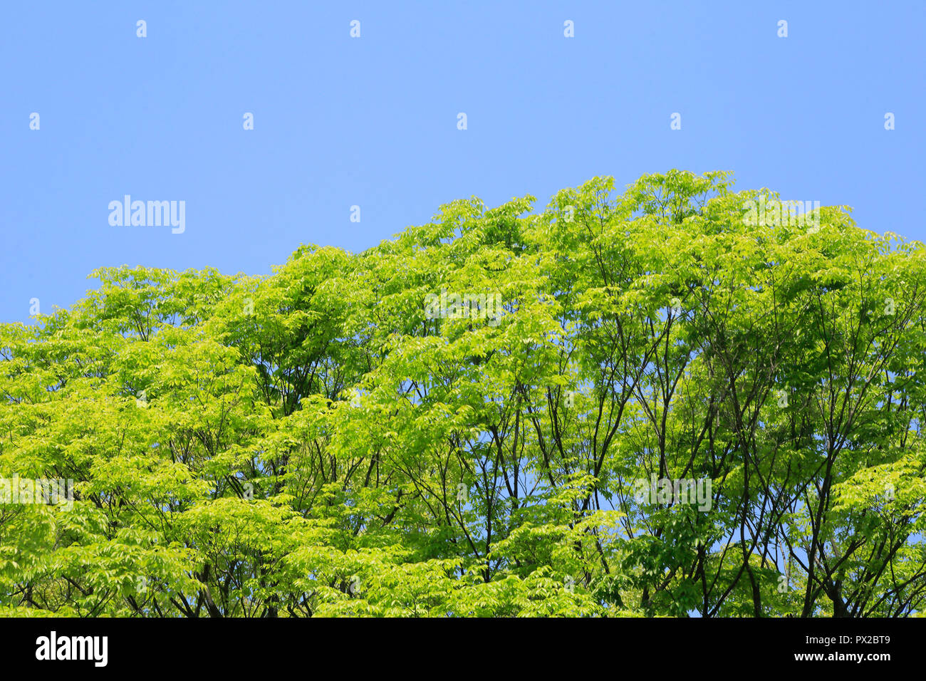 Frais vert au château d'Osaka Park Banque D'Images