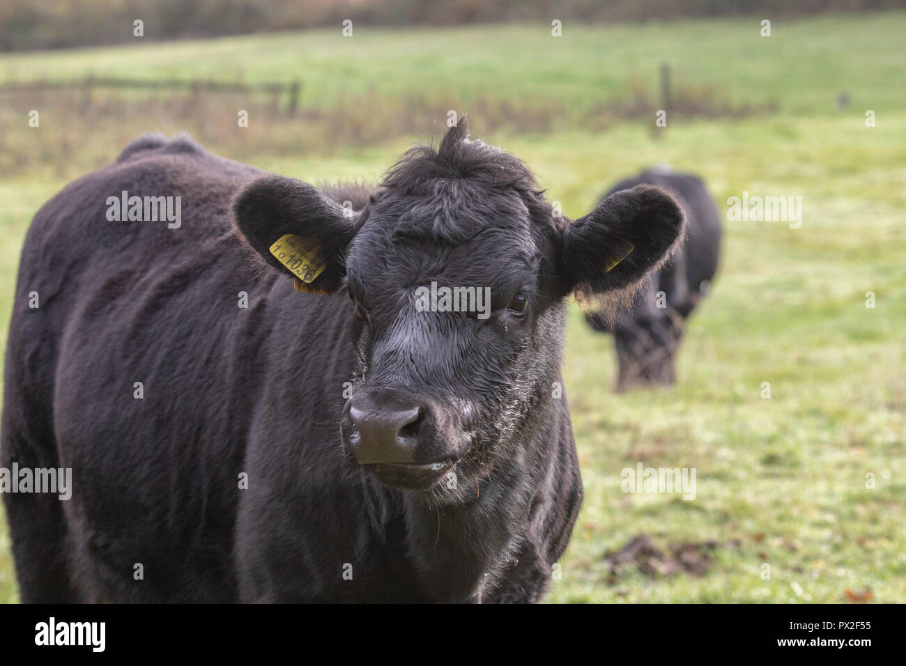 Angus cattle grazing in pasture sur un matin d'automne Banque D'Images