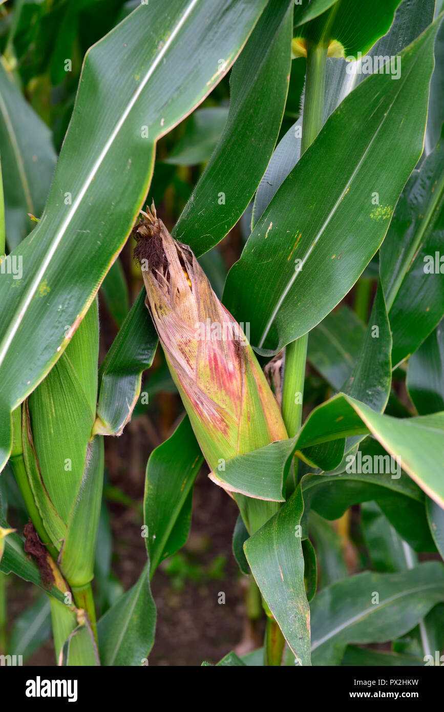 Épi de blé, labyrinthe, growing in field Banque D'Images