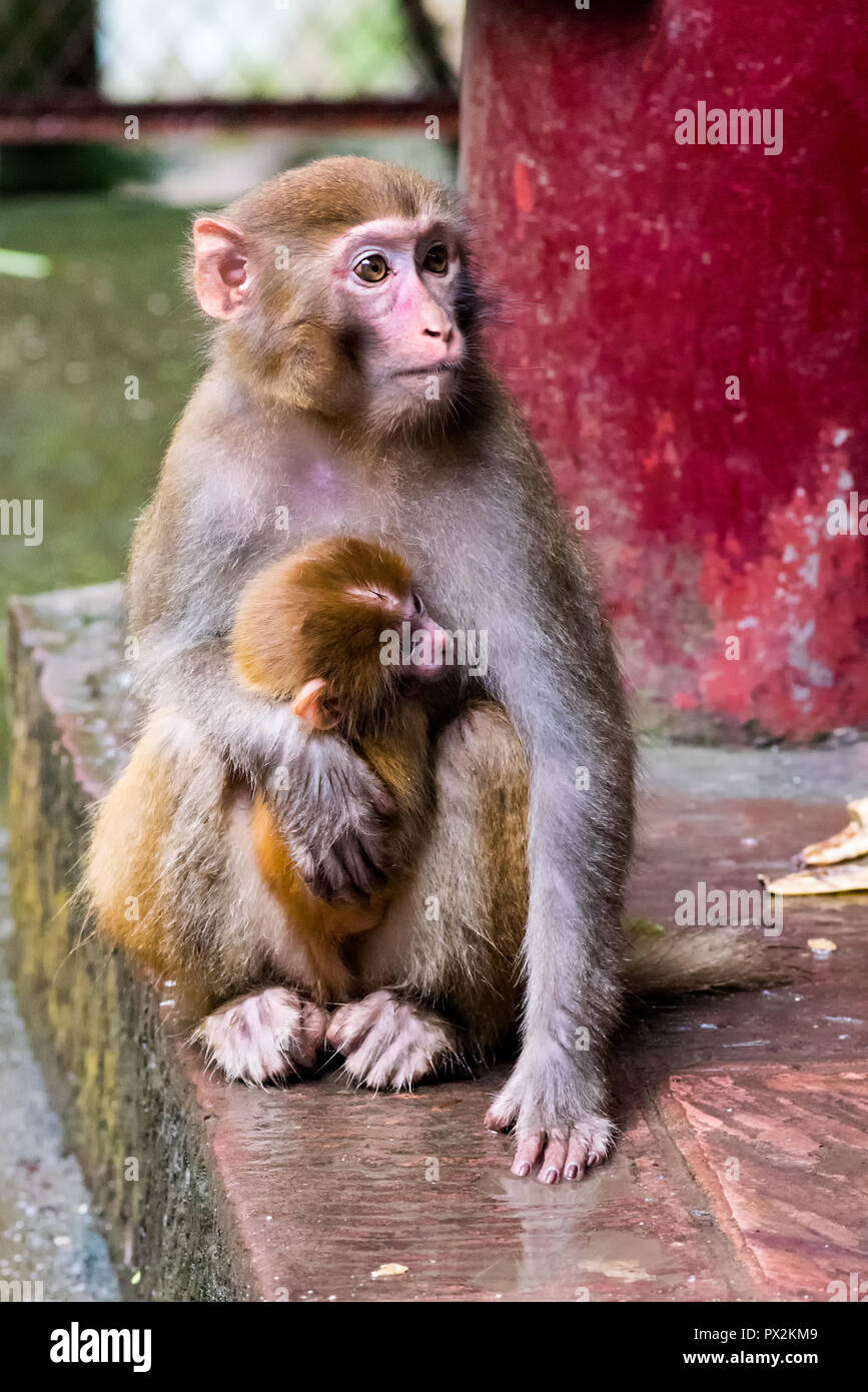 Macaque Rhesus Macaca Mulatta Mere Avec Bebe Vu Pres De La Golden Stream Whip Zhangjiajie Unesco Global Geopark Hunan Chine Photo Stock Alamy Macaque Rhesus Macaca Mulatta Mere Avec Bebe Vu Pres De La Golden Stream Whip Zhangjiajie Unesco Global Geopark Hunan Chine Photo Stock Alamy