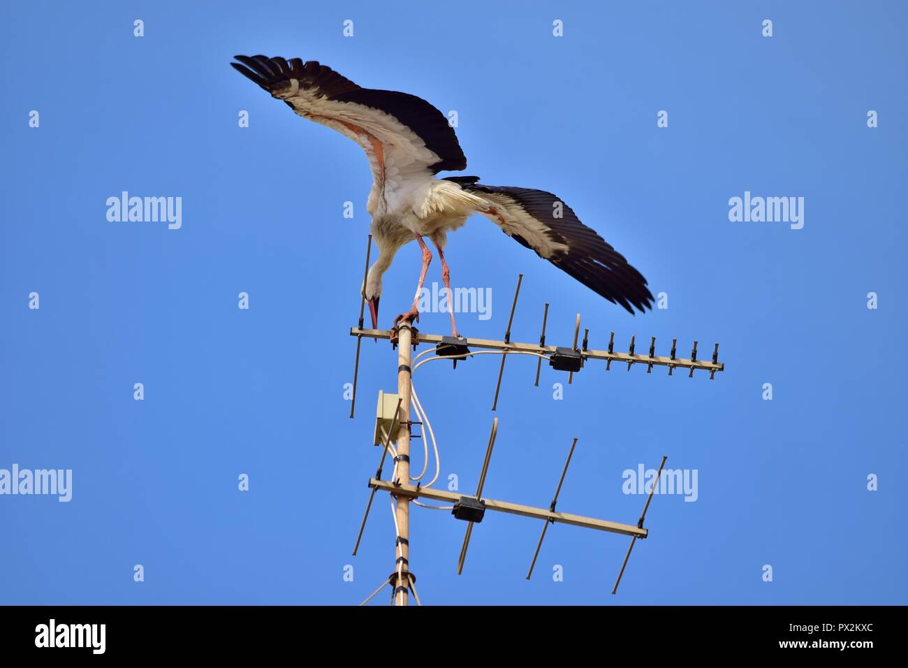 Cigogne blanche Ciconia ciconia, migration, sur les îles maltaises, de repos et d'équilibre sur l'antenne de télévision, antenne, émetteur, oiseaux nature urbaine Banque D'Images