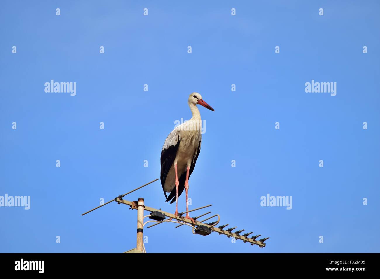 Cigogne blanche Ciconia ciconia, migration, sur les îles maltaises, de repos et d'équilibre sur l'antenne de télévision, antenne, émetteur, oiseaux nature urbaine Banque D'Images