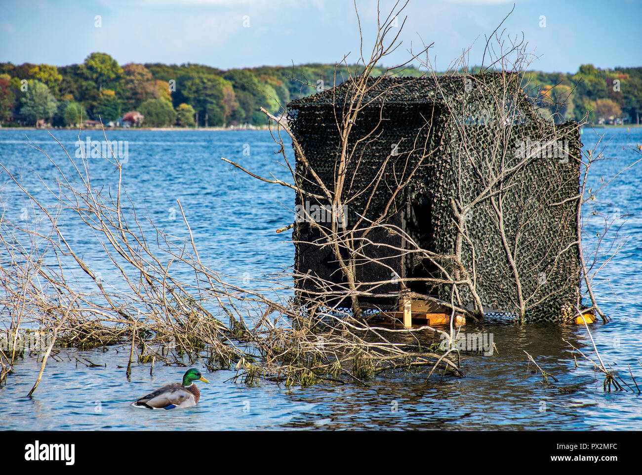 Canard colvert et aux canards dans l'eau du lac bleu camouflée par branches Banque D'Images