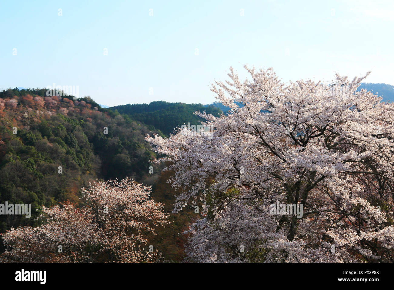 Montagnes Yoshino Cherry Blossoms Banque D'Images