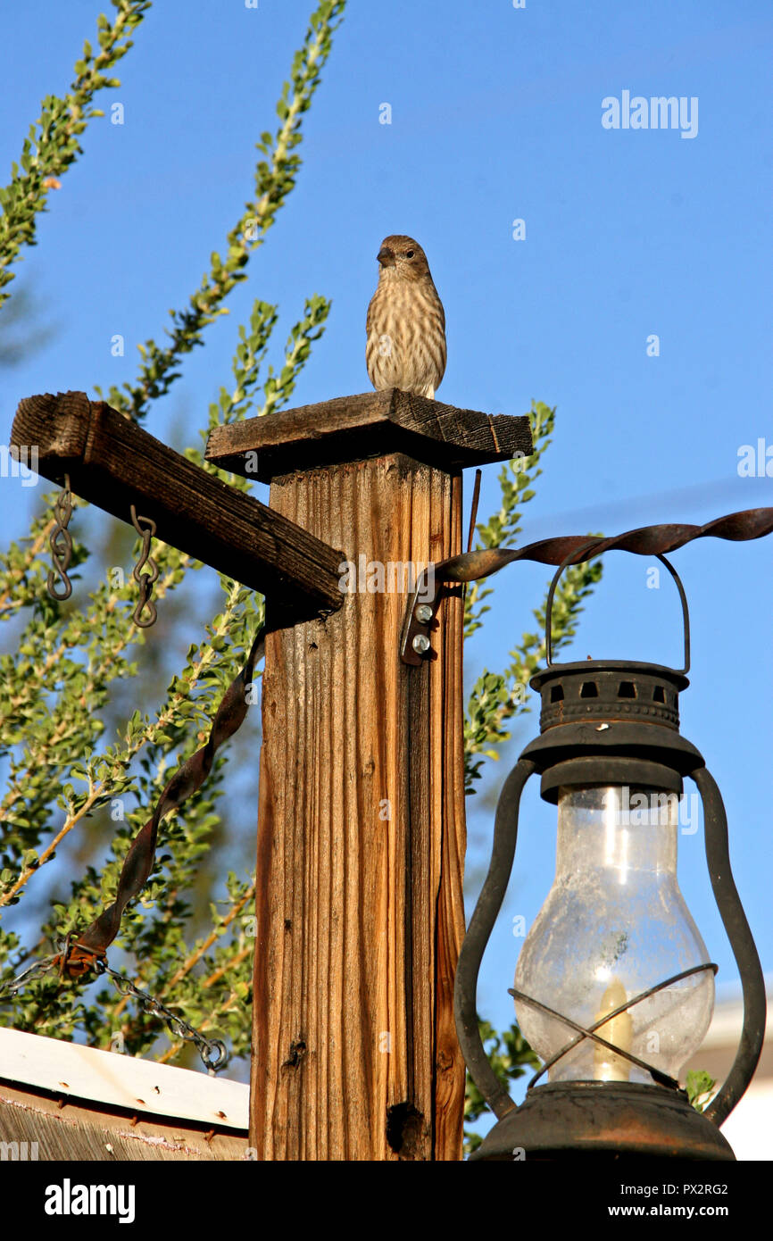 Petit brown tan sparrow bold bird au sommet weathered wood poster comme gardien de la lanterne suspendue au-dessous de lui avec ciel bleu vif Banque D'Images