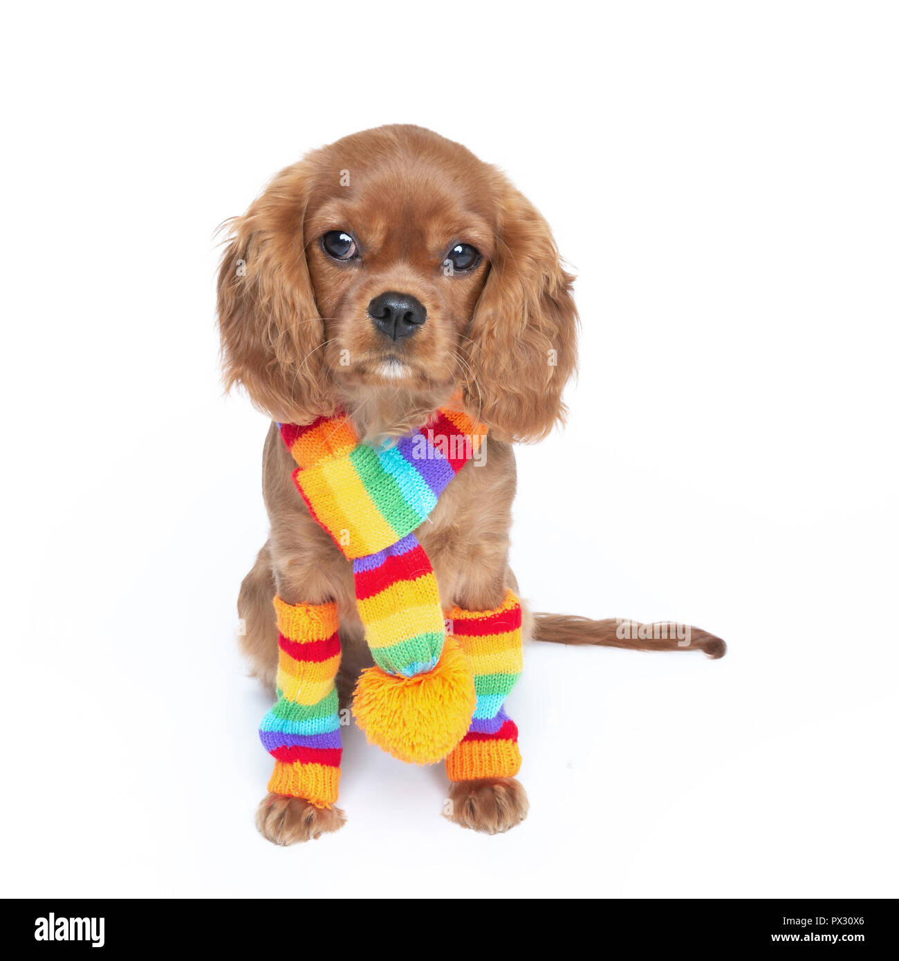 Cute dog in foulard colorés isolé sur fond blanc Banque D'Images