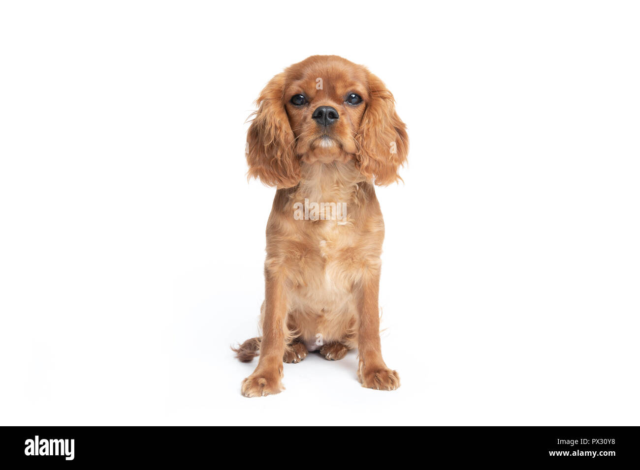 Joli chien, cavalier spaniel puppy, isolé sur fond blanc Banque D'Images