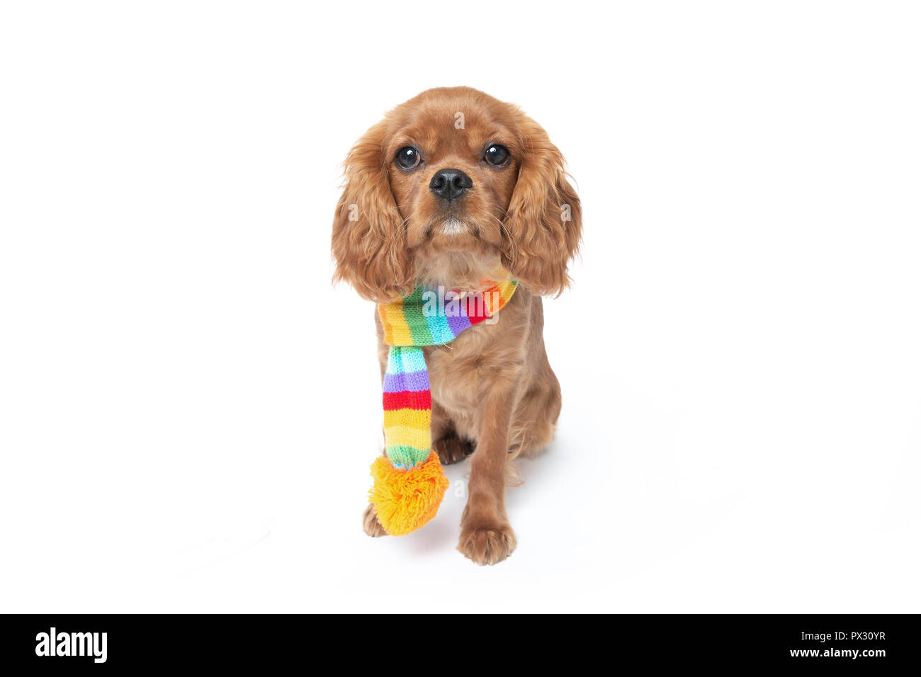 Cute dog in foulard colorés isolé sur fond blanc Banque D'Images