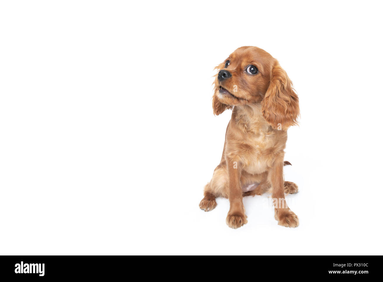 Joli chien, cavalier spaniel puppy, isolé sur fond blanc Banque D'Images