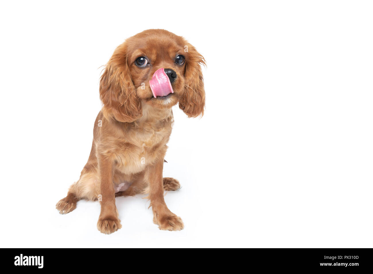 Cute dog licking nez isolé sur fond blanc Banque D'Images