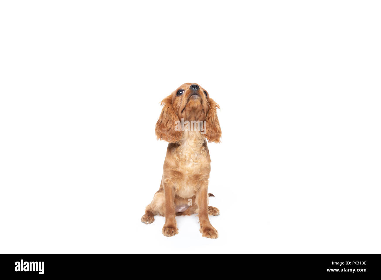 Joli chien, cavalier spaniel, looking up, isolé sur fond blanc Banque D'Images