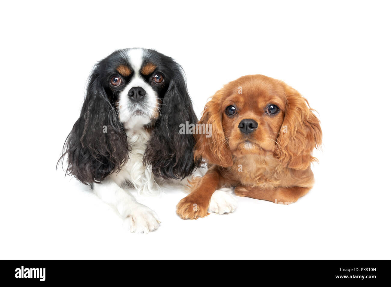 Deux très beaux chiens avec pattes croisés isolé sur fond blanc Banque D'Images