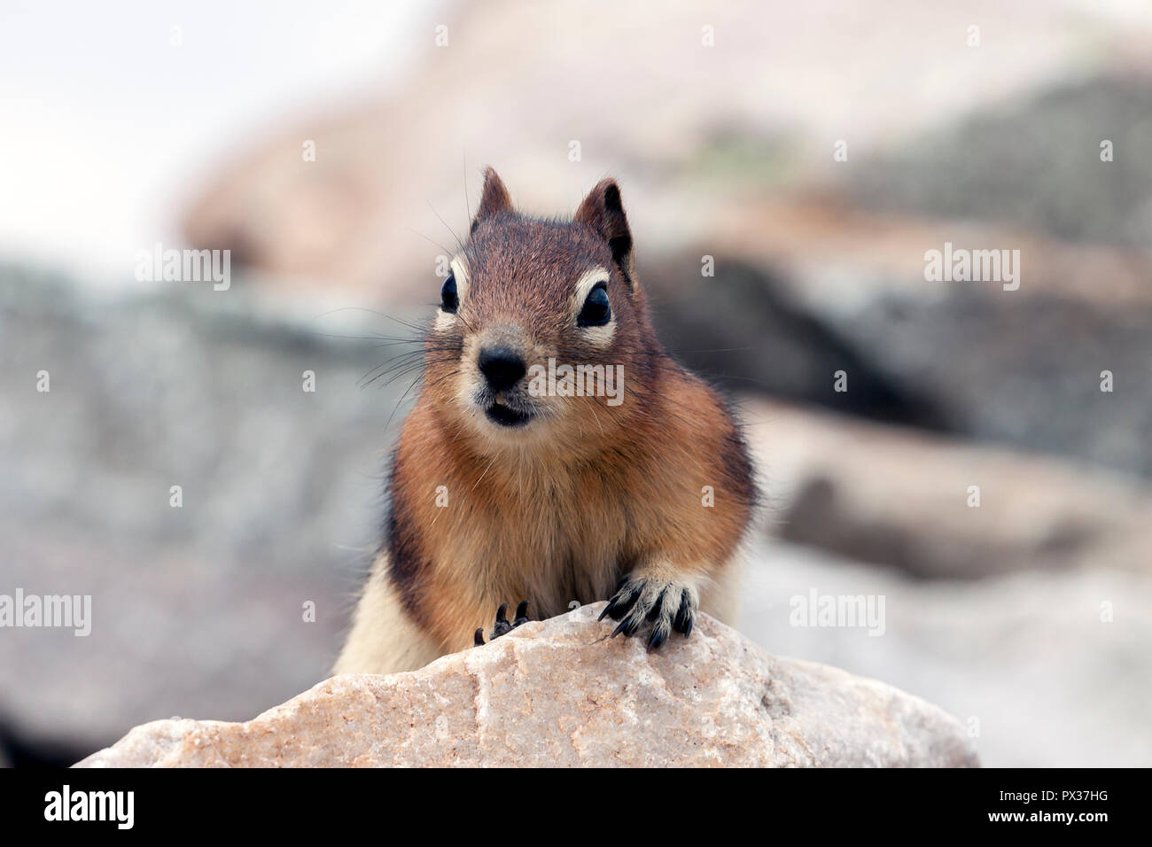 Cute à Golden-Mantled ground squirrel assis sur le rocher en été dans le parc national Jasper, Alberta, Canada Banque D'Images