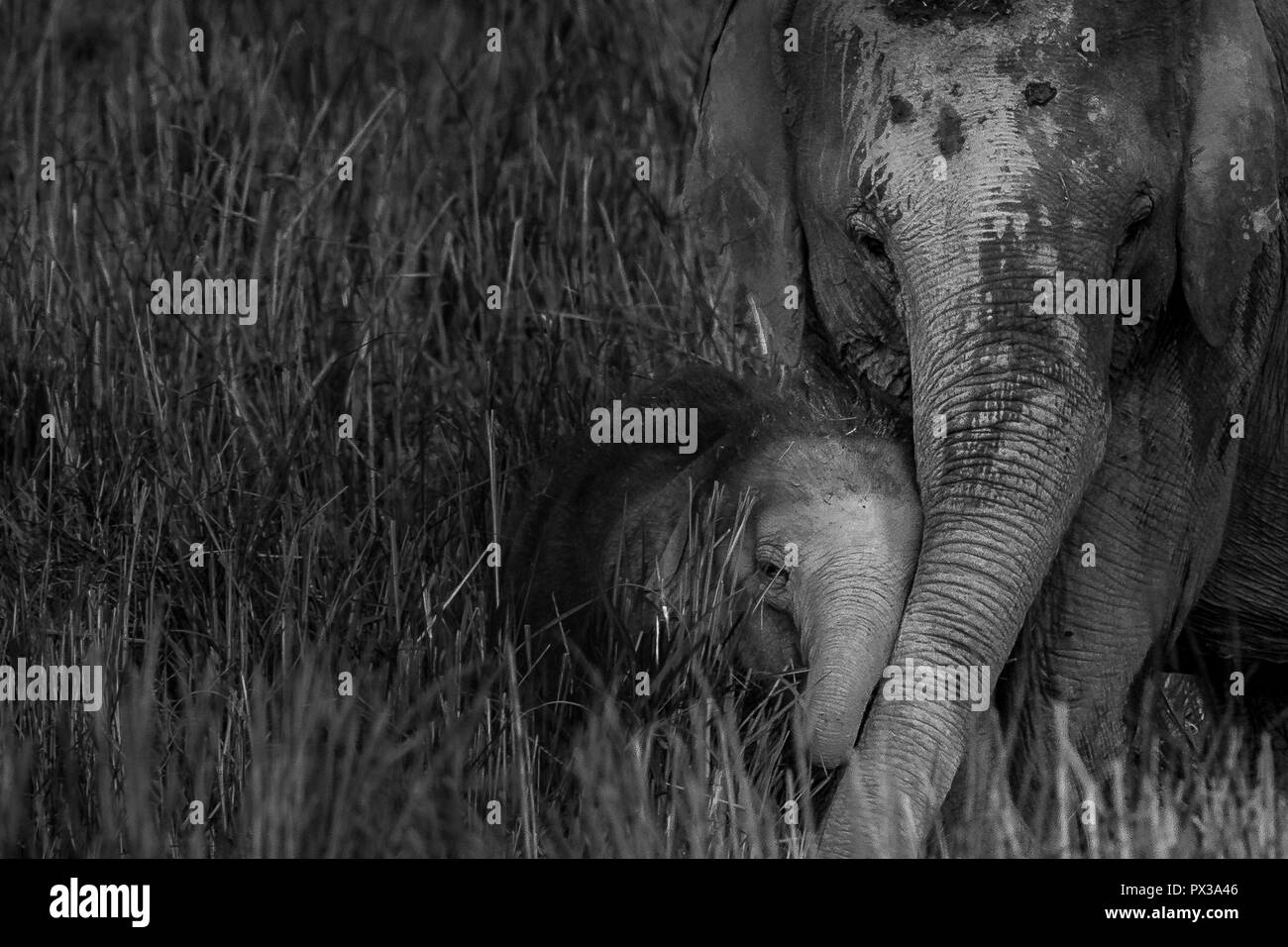 Cette image de la mère et du bébé éléphant est prise au parc national de Kaziranga en Inde. Banque D'Images