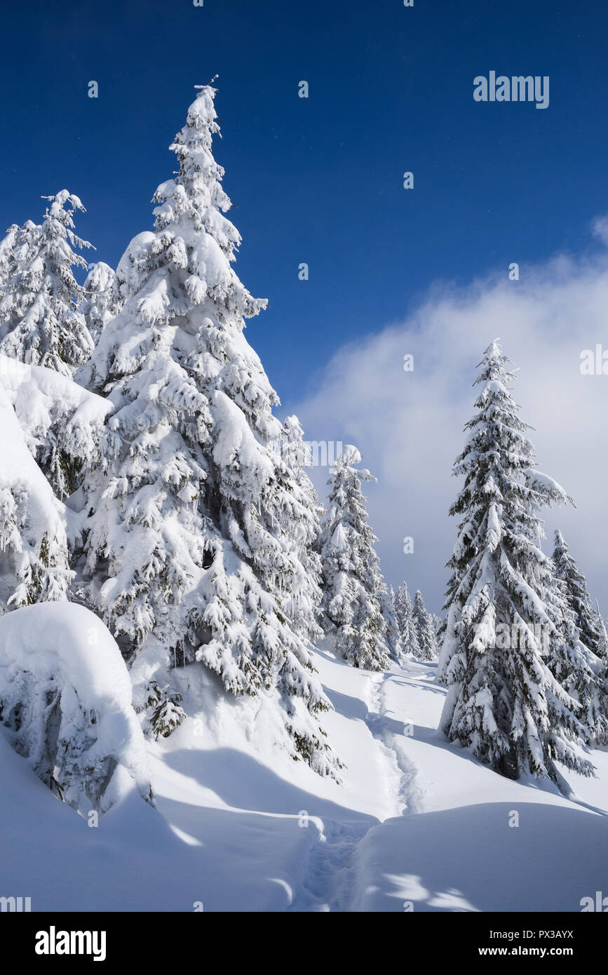 Chemin dans la forêt de montagne. Paysage d'hiver avec des congères. Journée ensoleillée après les chutes de neige Banque D'Images
