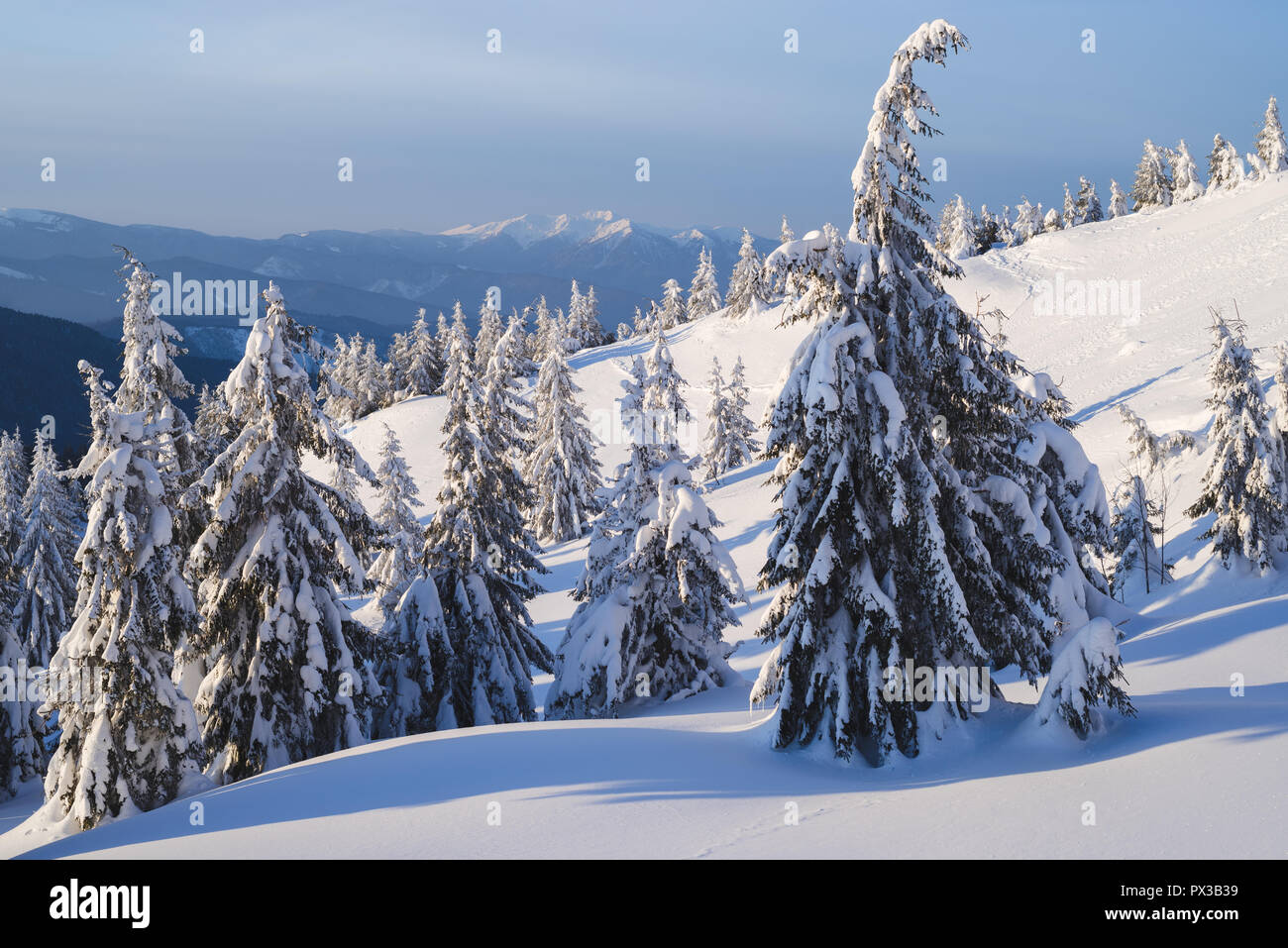 Vue de Noël. Forêt de sapins dans la neige. Beau paysage d'hiver Banque D'Images