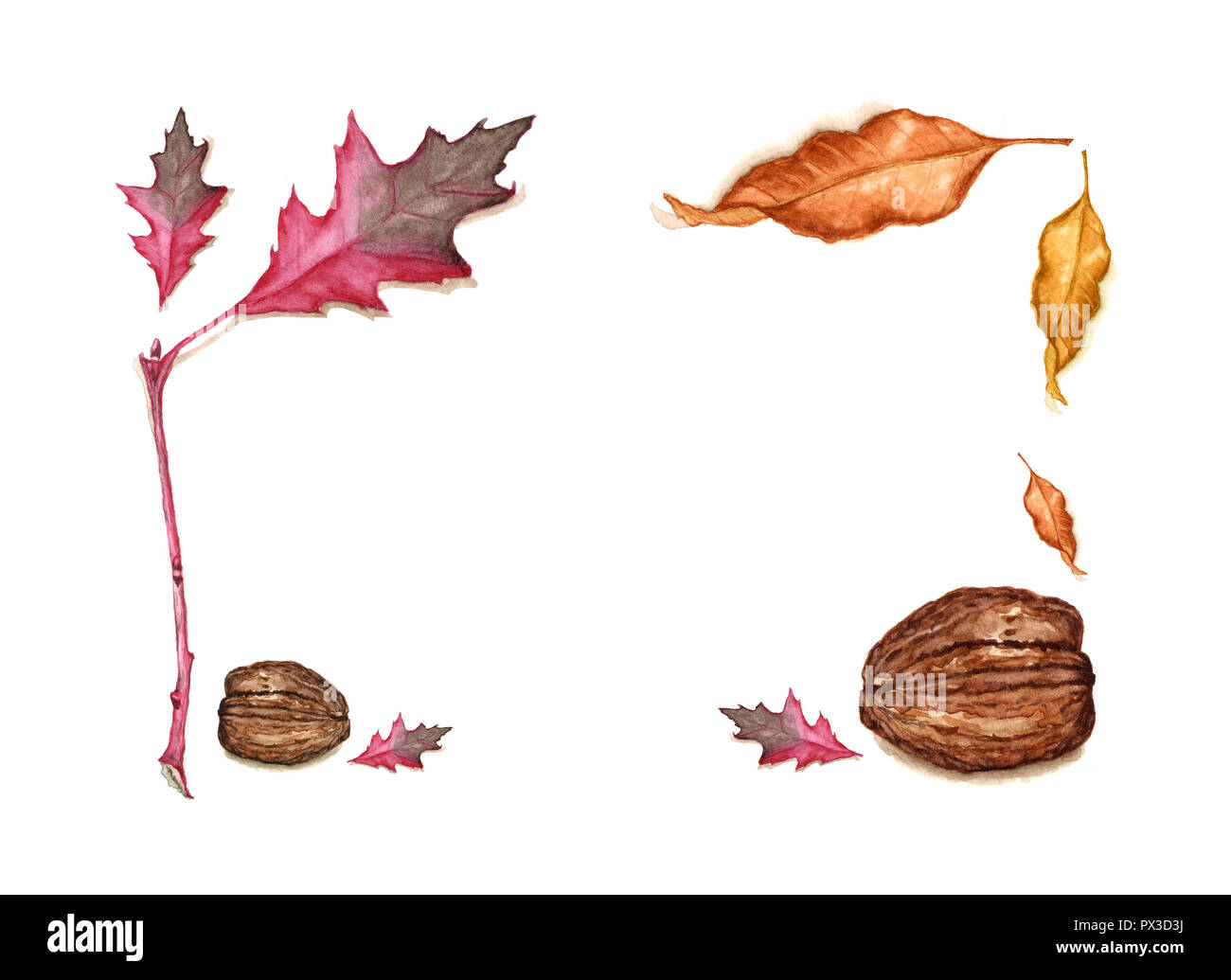 Aquarelle dessinés à la main, image de l'automne rouge, vert et jaune des feuilles et les noix. Automne vintage illustration botanique de branche de chêne rouge, frêne feuille avec l Banque D'Images