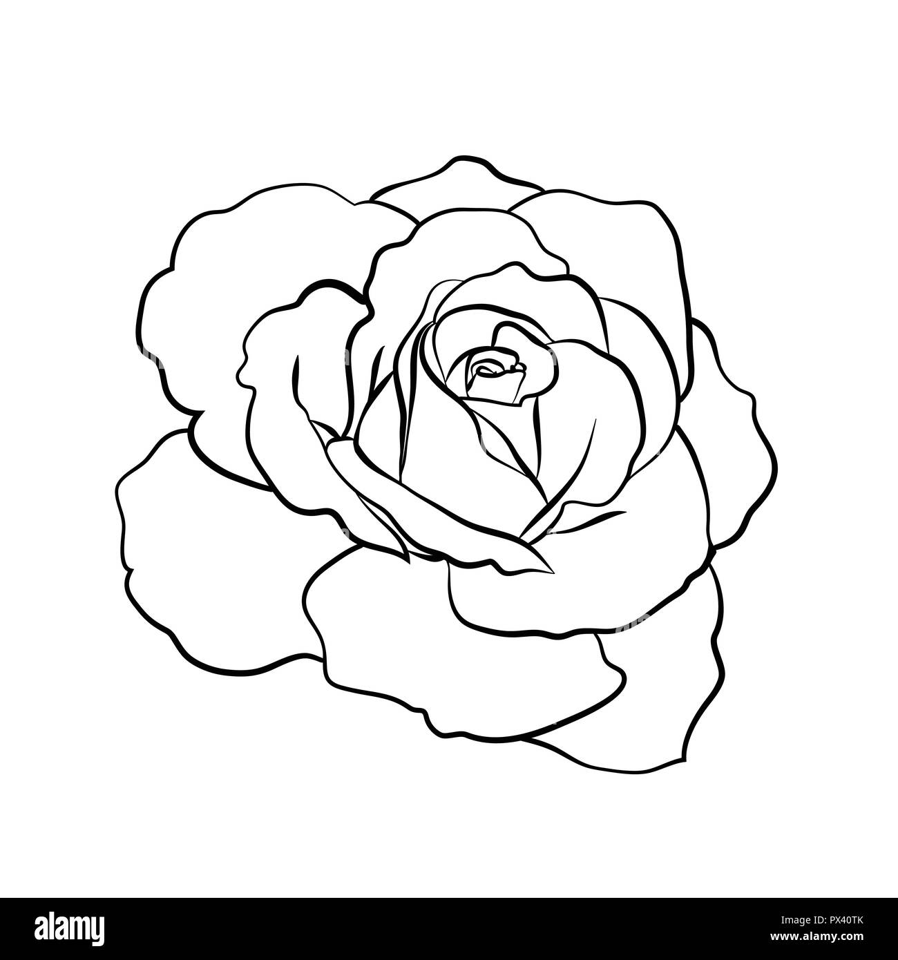 Croquis de Rose sur fond blanc Illustration de Vecteur
