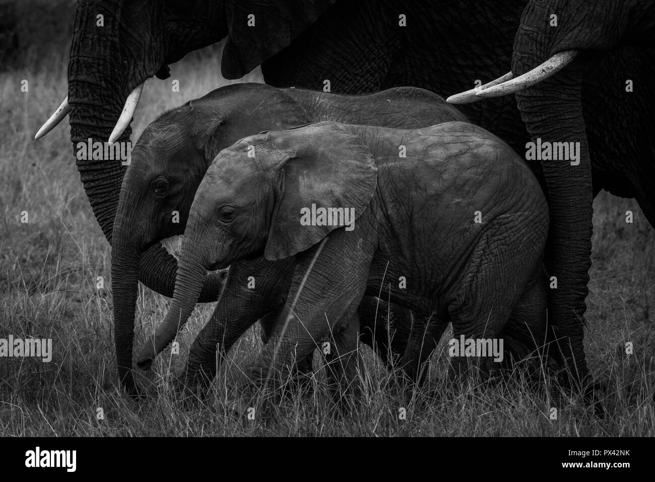 Cette image de la famille éléphant est prise à Amboseli au Kenya. Banque D'Images