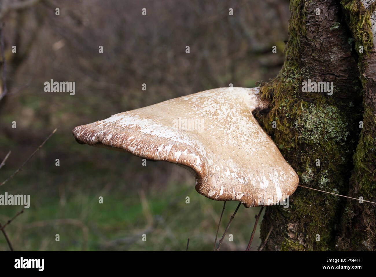 Polypore du bouleau (Piptoporus betulinus) croissant sur bouleau. Banque D'Images