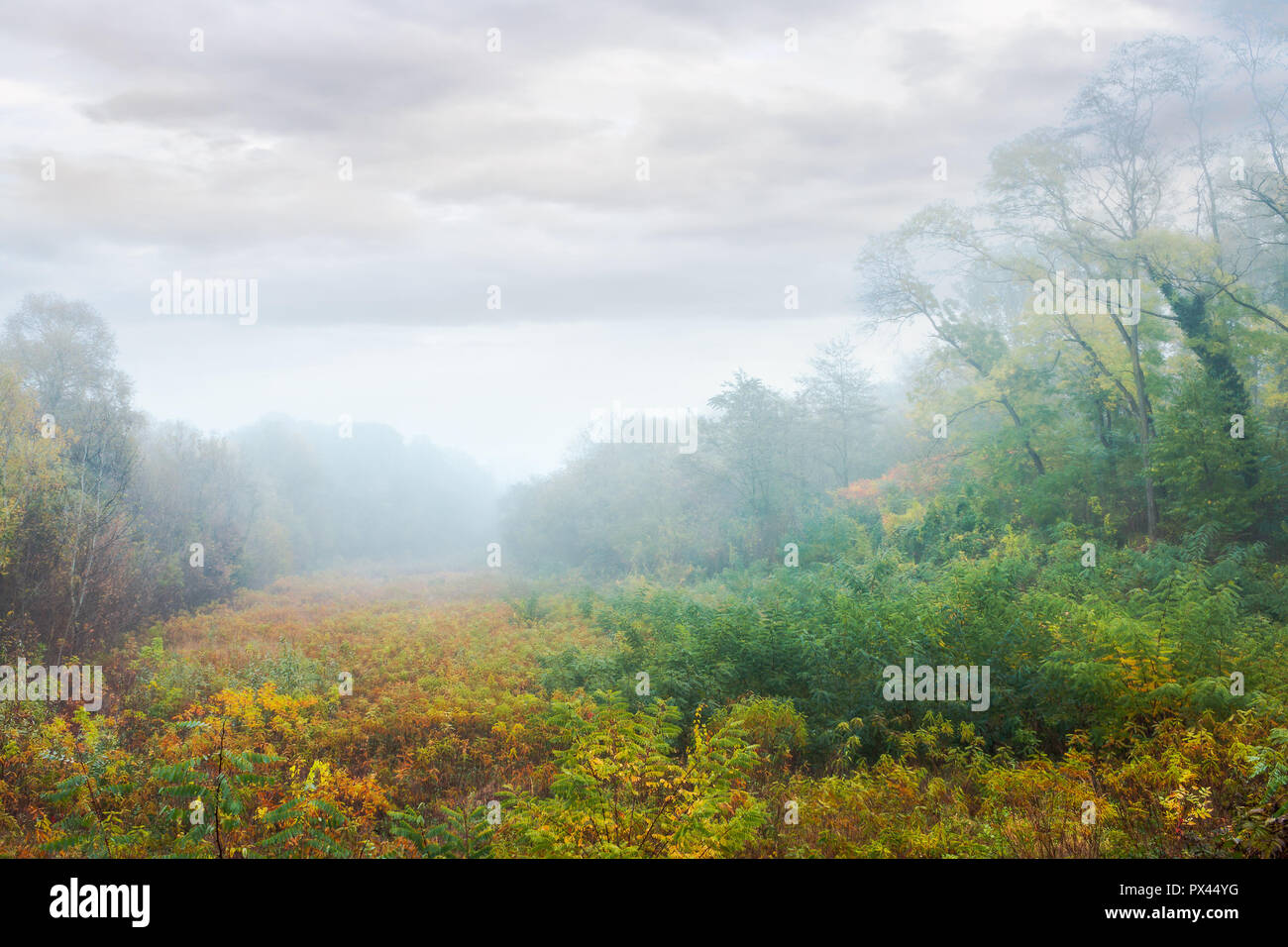 Prairie dans le parc de brouillard. en automne paysage nature creepy Banque D'Images