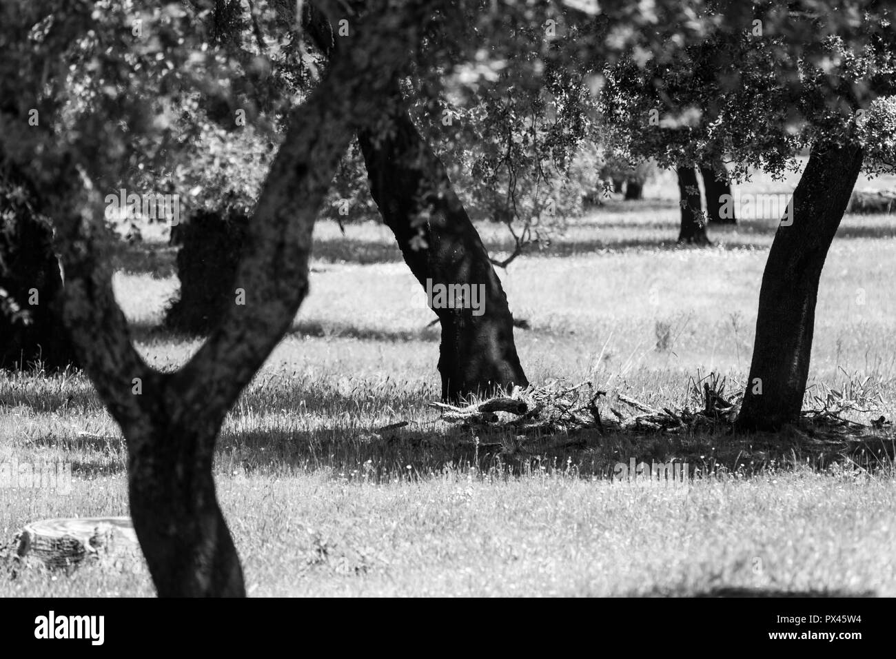 Dehesa de paysage en Estrémadure, Espagne Banque D'Images